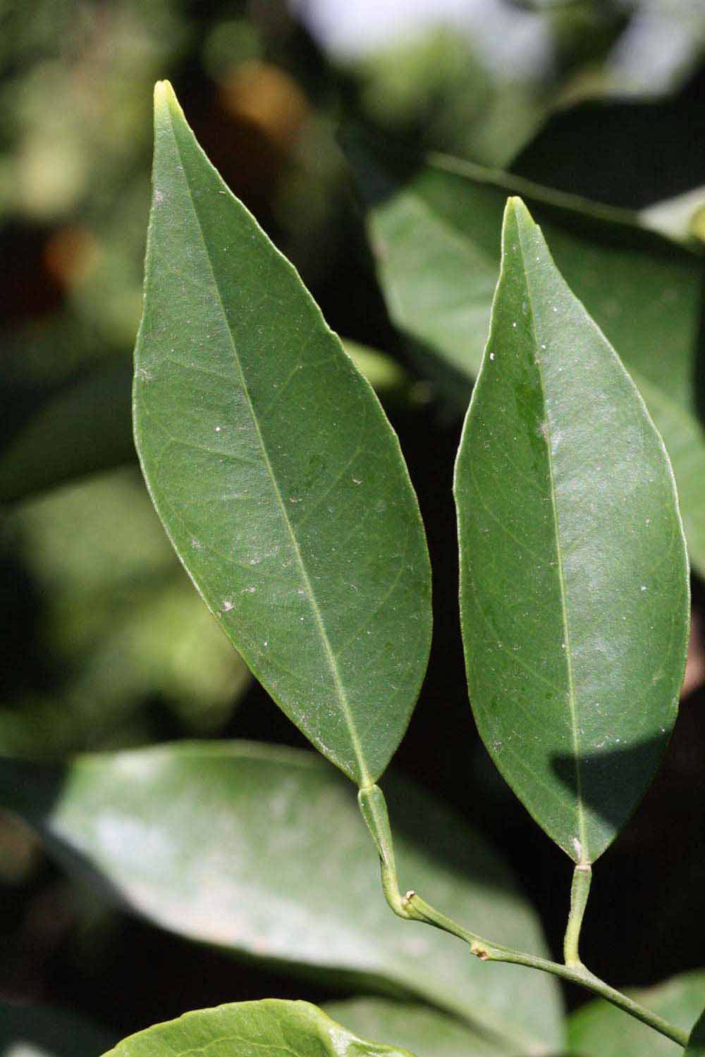              Unifoliolate leaf (Riverside, CA)       